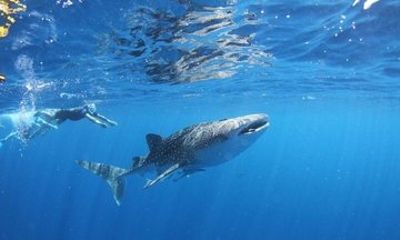 Whale Sharks and Whale Watching Wildlife Eco Tours
