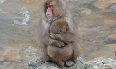 Departure from Hakuba Snow Monkey Tour and Zenkoji Temple