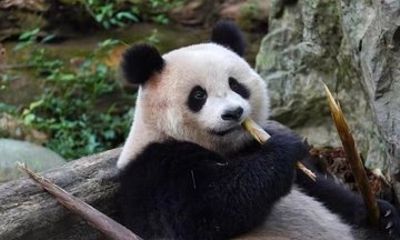 Dujiangyan Panda Tour/Optional Red Panda Keeper Experience
