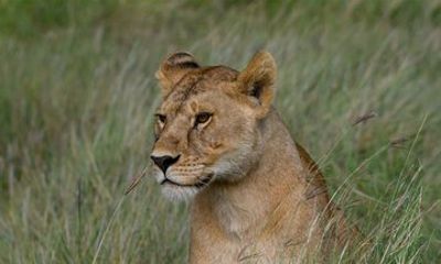 Tanzanian Tarangire 4WD Six Day Expedition