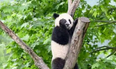 Wolong Panda base Half-Day Tour / Optional Giant Panda Volunteer