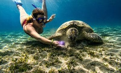 Abu Dabbab Snorkeling Tour with Turtles and Dugong Hurghada