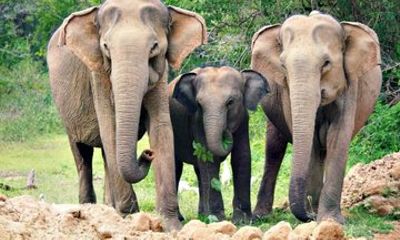 7 Days/ 6 Nights - Discover Beautiful Sri Lanka
