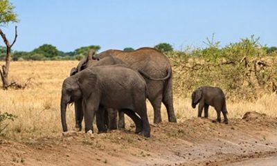 Tarangire National Park Full Day Safari from Arusha with Lunch