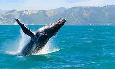 Kaikoura Coastal Escape Luxury Scenic Tour from Christchurch