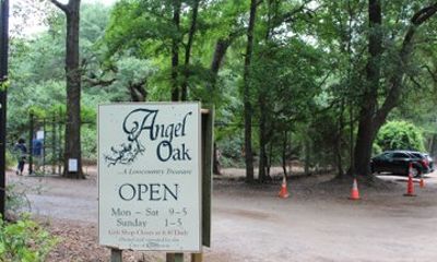 Charleston Day Tour Angel Oak, Tea Garden and Vineyard