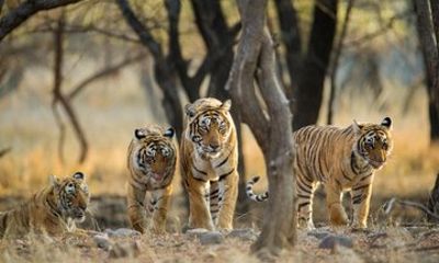Private 5 Day Golden Triangle with Tiger Safari Tour from Delhi