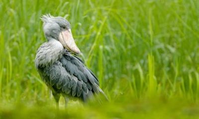 1 Day Mabamba Shoebill Excursion Spot the Rare Bird