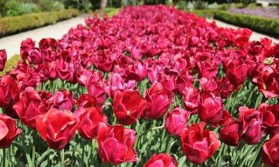 Madrid: Real Jardin Botanico Skip The Line Tickets