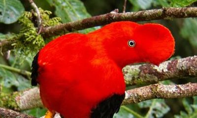 From Cuzco Tour to Manu National Park For 4 days