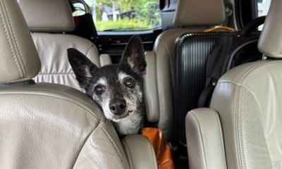 Bangkok Pet-Friendly Airport Pickup & Transfer