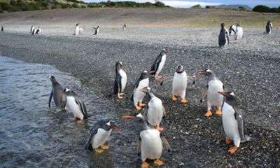 Penguin spotting on a small boat from Ushuaia