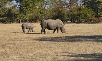 Game drive & Rhino Safari Walk