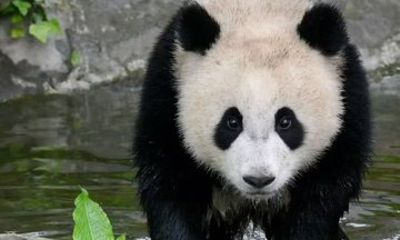Dujiangyan Panda Valley Private Half Day Trip