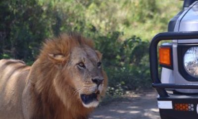 Nairobi National Park Giraffe Centre Half Day Experience