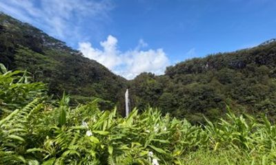 The Pele Express HONU & HILO: Turtles & Waterfalls Tour