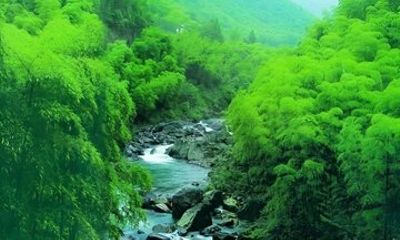 Shanghai Crouching Tiger Bamboo Forest and White Tea Trip