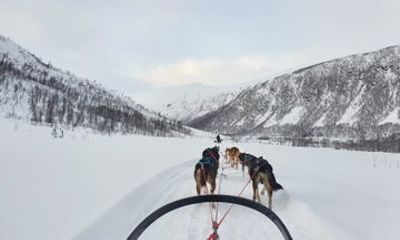 Tromsø: Small Group Husky Dog Sledding