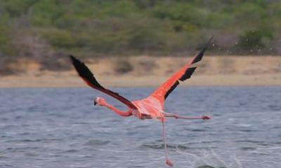 Jan Thiel Salt Flats Heritage and Flamingo Walk