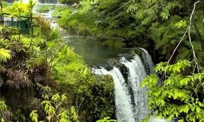 All Day Private Road to Hana Tour with Waterfall Swim