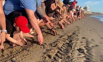 Mazatlan Baby Sea Turtle Conservation Encounter and Beach Day