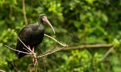 Safari Tour in Botanical Garden