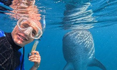 Whaleshark Snorkeling in La Paz