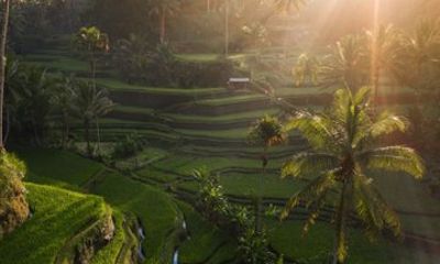 Ubud Culture and Nature Rice Terrace Water Temple Waterfalls