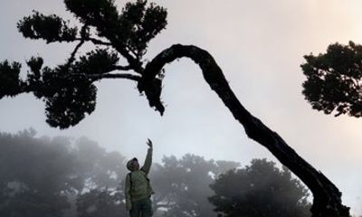 Madeira Fanal Forest, Waterfalls and Lava Pools Tour