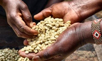 Fairview Coffee Estate Tour with Tasting and Transport Included