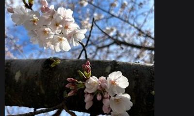 Cherry Blossoms at Dawn Private Washington DC Sunrise Tour