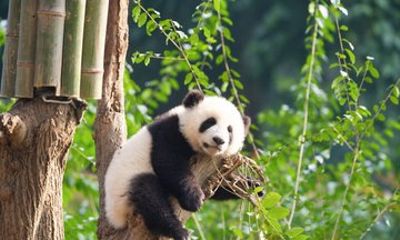 Chengdu Research Base of Giant Panda Breeding Admission Ticket