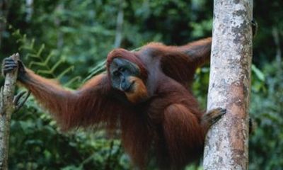 Sandakan 5 Day River City Culture Caves Wildlife Tour