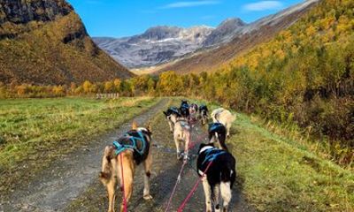 Tromso Husky Wagon Tour Dog Sledding on Wheels