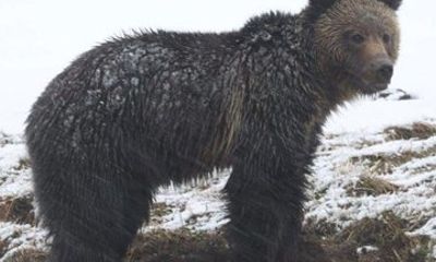 2Day Yellowstone Winter Wildlife and Hot Springs Adventure