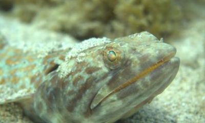 Bonaire Private Shore Diving Experience