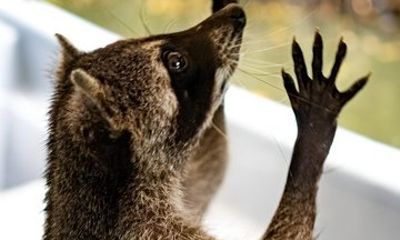 Baru Island Snorkeling and Raccoon Tour with Lunch