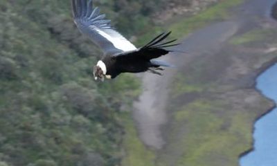 2 Day Condor Sanctuary and Guango Cloud Forest Reserve Tour