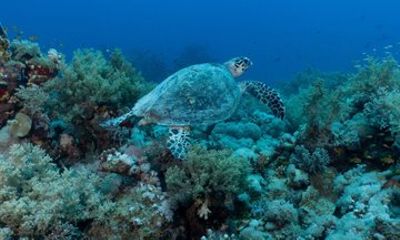 Glass Bottom Boat Turtle Reef Snorkel in Waikiki