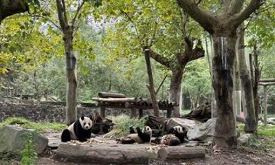 Chengdu Pandas and Huanglongxi Ancient Town Private Tour