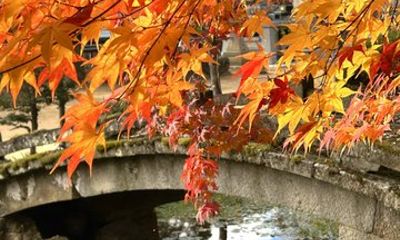 The Golden Moment Autumn E Bike Tour
