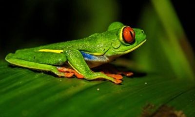 La Fortuna Wildlife Walking Night Tour near Arenal Volcano