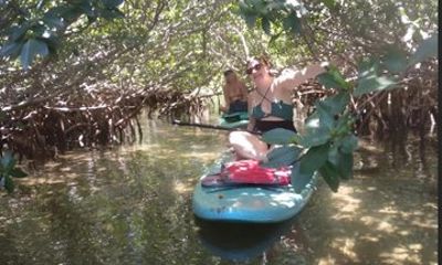 Mangrove Trail Paddleboard Adventure