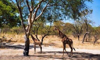 Fathala Safari and Lions walking tour