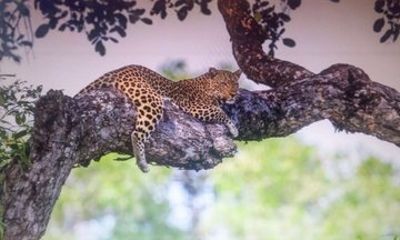 Safari Walk And Animal Orphanage Plus a Masai Picture in Nairobi