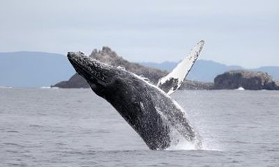 Cape Town Whale Watching and Penguin Boat Shared Tour