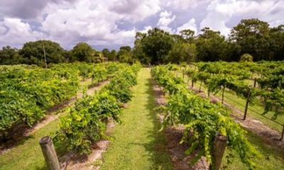 Sip and Stroll Vineyard Tour