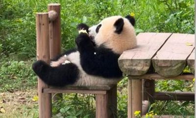Plan Your Perfect Chengdu Trip optional with a Private Tour
