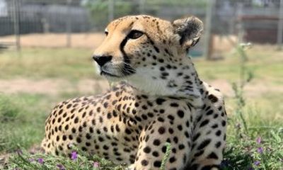 Cheetah Outreach Giraffe House and Stellenbosch Wine Private Tour