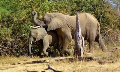 Mosi oa Tunya National Park Game Drive and Rhino Walk